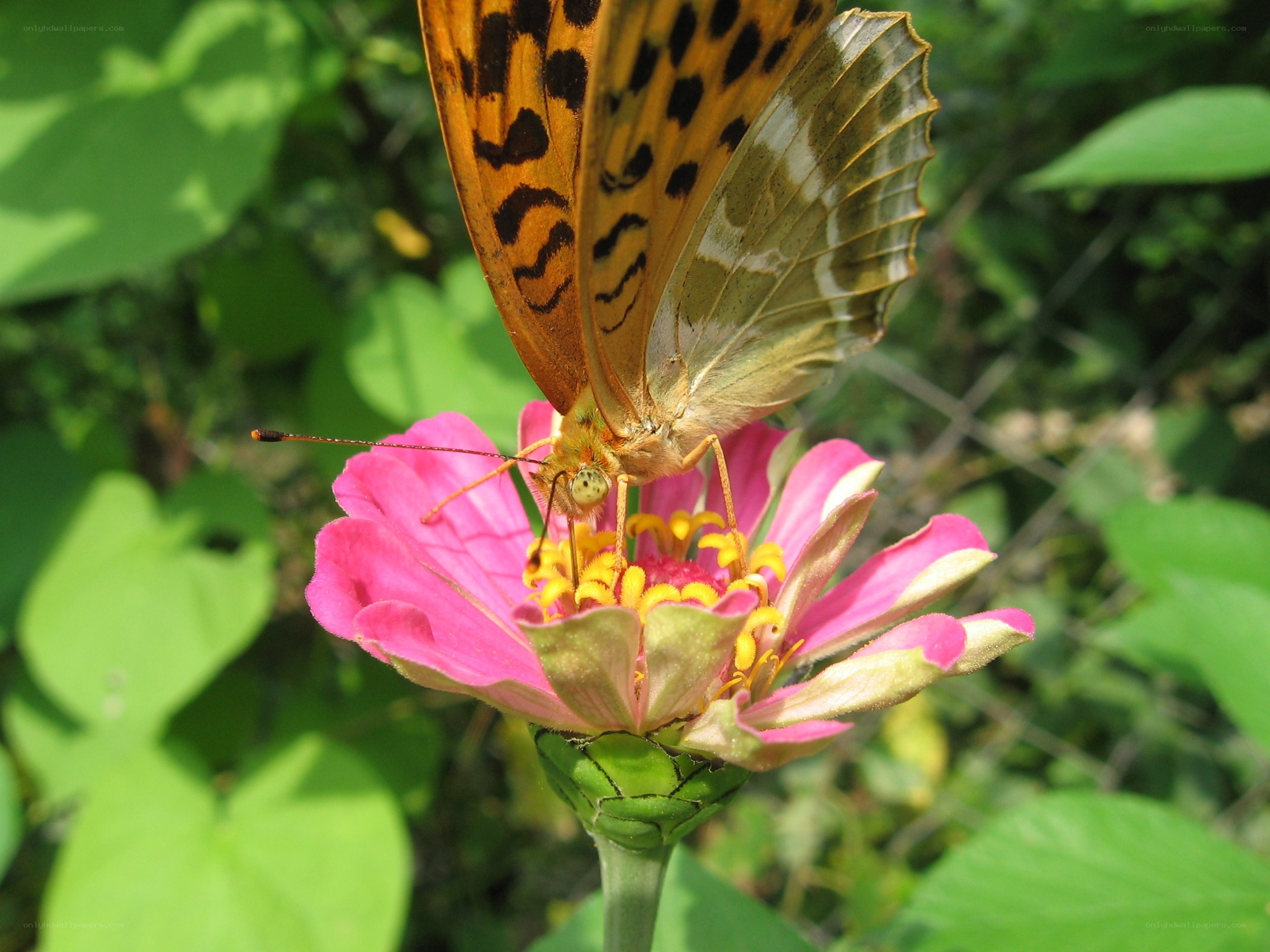 butterfly on pink flower