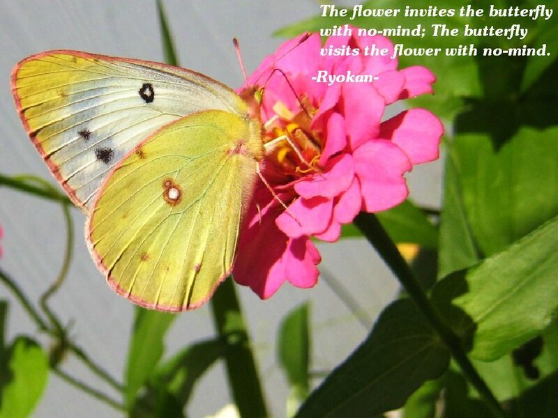 butterfly on pink flower