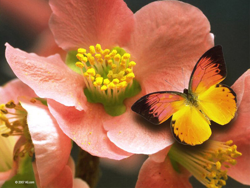 Butterfly on pink flower