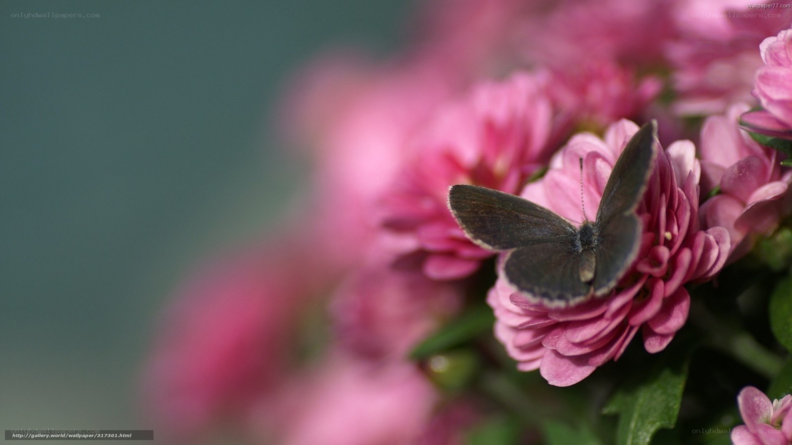 Butterfly on pink flower