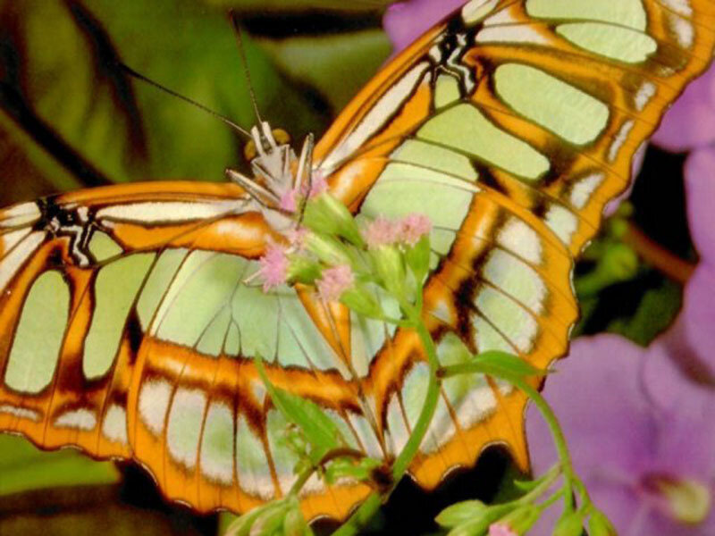 butterfly on pink flower