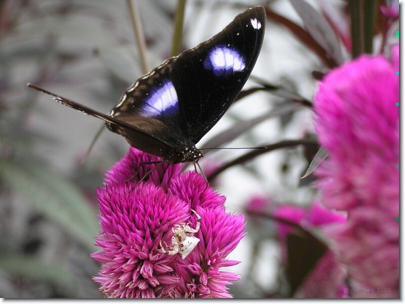 Butterfly on pink flower