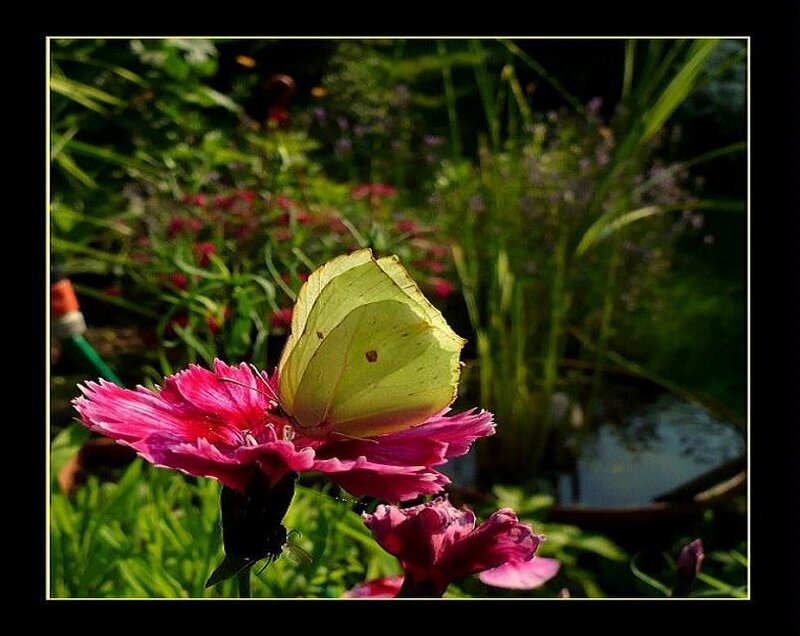 butterfly on pink flower