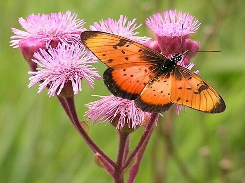 butterfly on pink flower