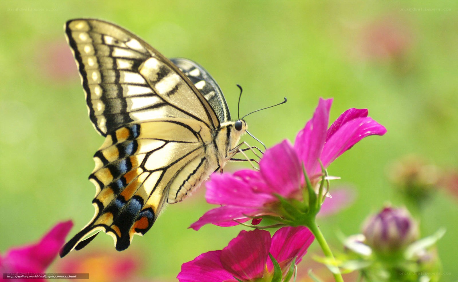 butterfly on pink flower