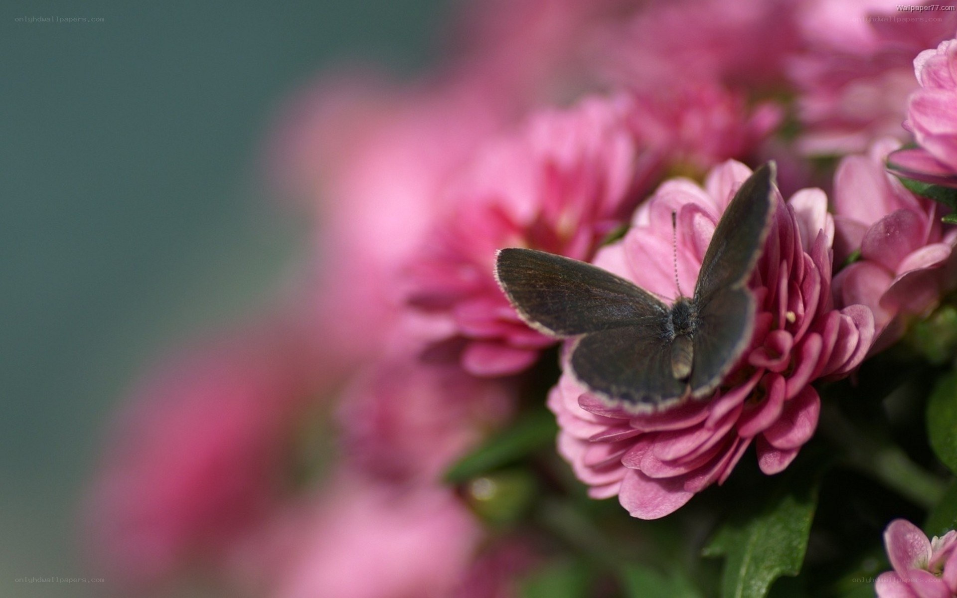 butterfly on pink flower