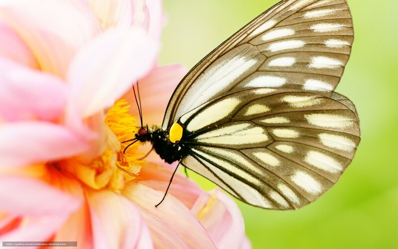Butterfly on pink flower