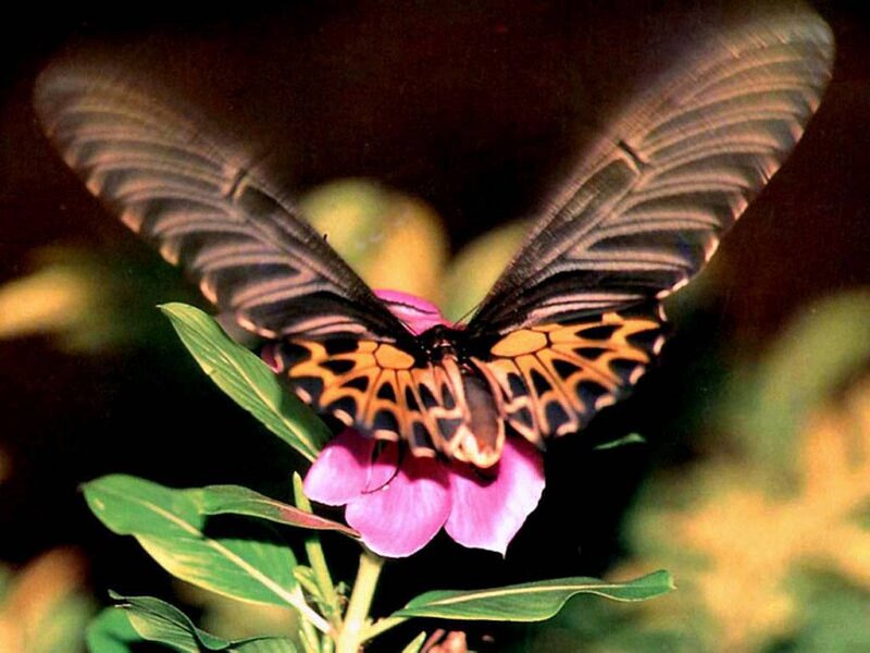 Butterfly on Pink Flower — Black, Natural, Photograph