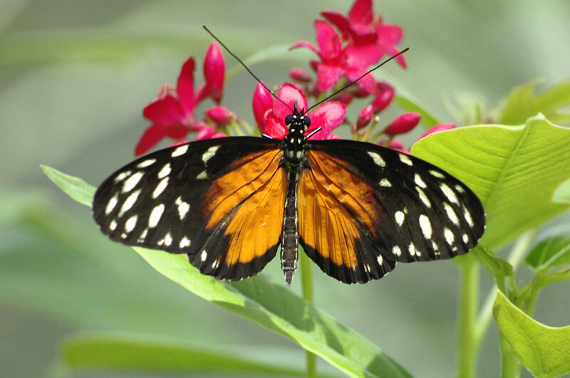 Butterfly on Pink Flower — Black, Natural