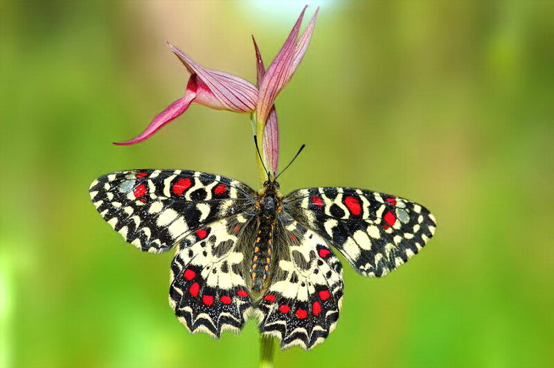 Butterfly on Pink Flower — Black