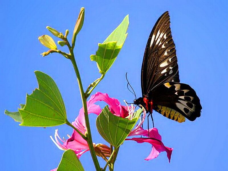Butterfly on Pink Flower — Blue, Serene