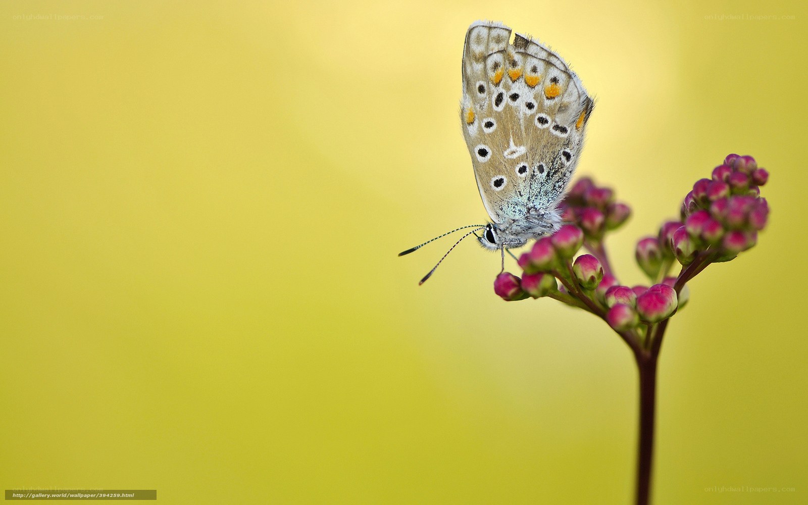 Butterfly on pink flower buds