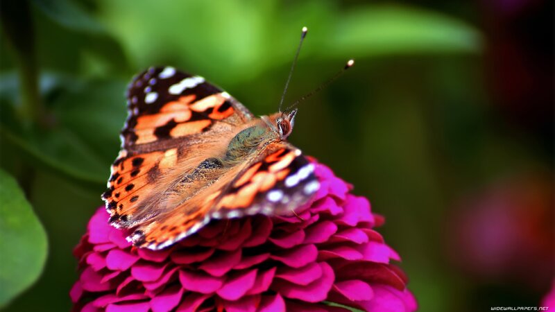 Butterfly on Pink Flower — Calm, Afternoon, Photograph, Green Leaves, Antennae, Orange