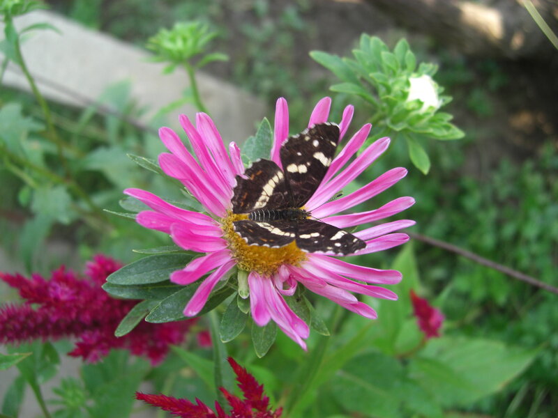 Butterfly on Pink Flower — Calm, Afternoon, Photograph, Green Leaves