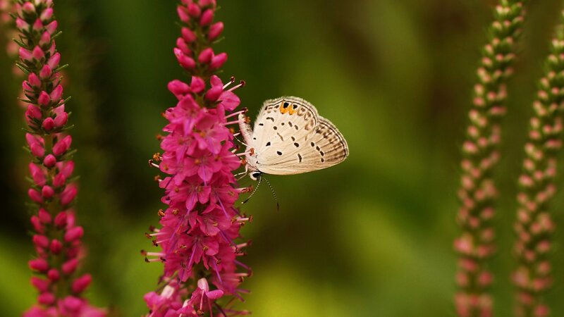 Butterfly on Pink Flower — Calm, Afternoon, Photograph, Insect, Plant