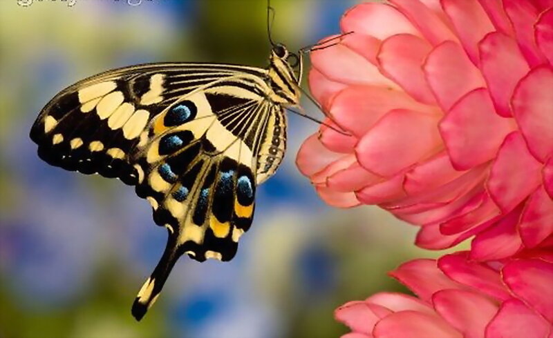 Butterfly on Pink Flower — Calm, Afternoon, Photograph, Insect