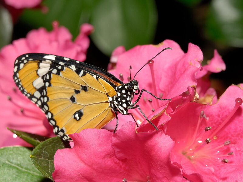 Butterfly on Pink Flower — Calm, Afternoon, Photograph, Leaf, Antennae