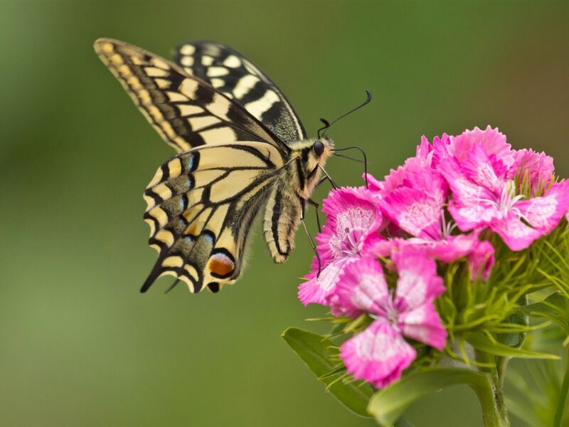 Butterfly on Pink Flower — Calm, Afternoon, Photograph, Leaf, Green Background