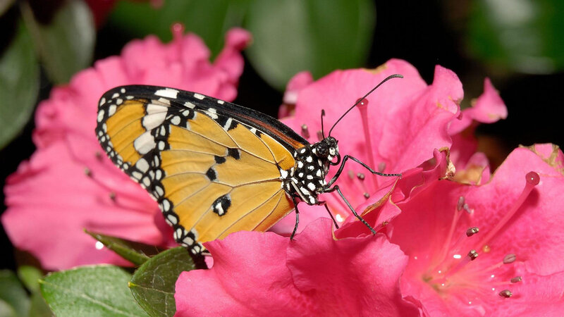Butterfly on Pink Flower — Calm, Afternoon, Photograph, Leaf, Insect