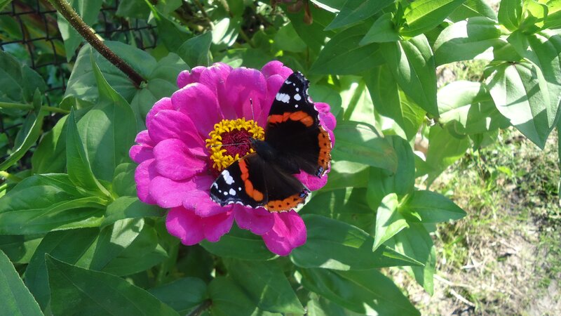 Butterfly on Pink Flower — Calm, Afternoon, Photograph, Leaves, Net