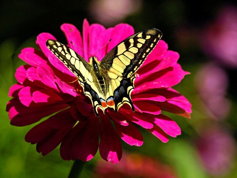Butterfly on Pink Flower — Calm, Afternoon, Photograph, Petals