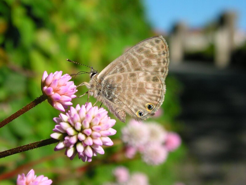 Butterfly on Pink Flower — Calm, Afternoon, Photograph, Plant, Sky