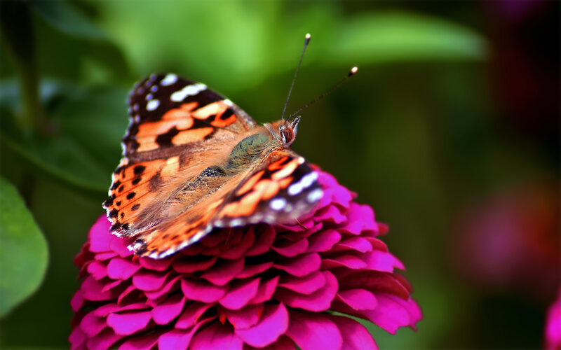 Butterfly on Pink Flower — Calm, Afternoon