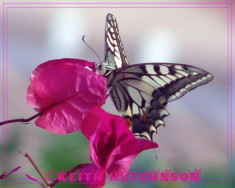 Butterfly on Pink Flower — Calm, Photograph