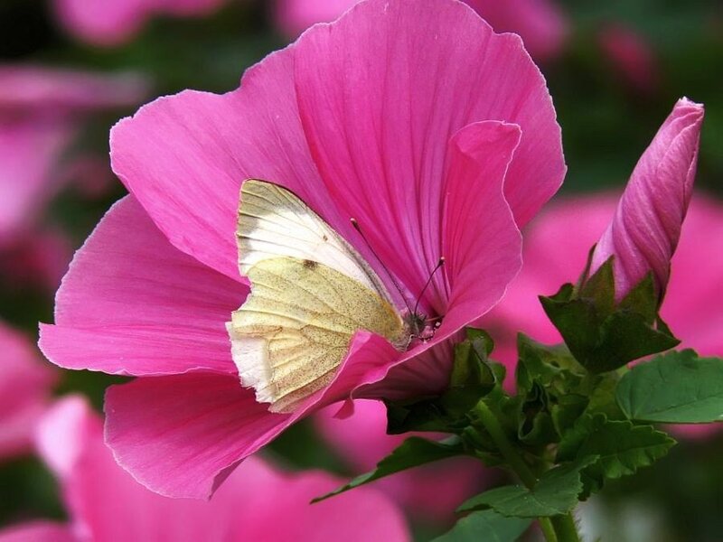 Butterfly on Pink Flower — Calm, Spring, Photograph