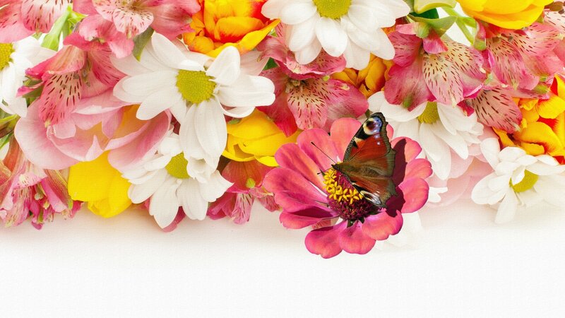 Butterfly on Pink Flower — Calm, Spring