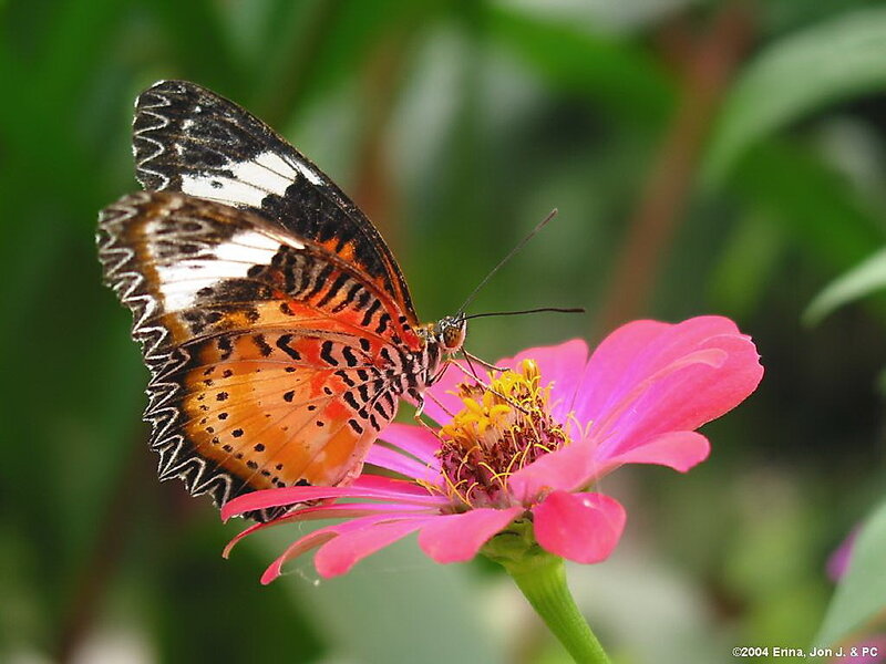 Butterfly on Pink Flower — Calm