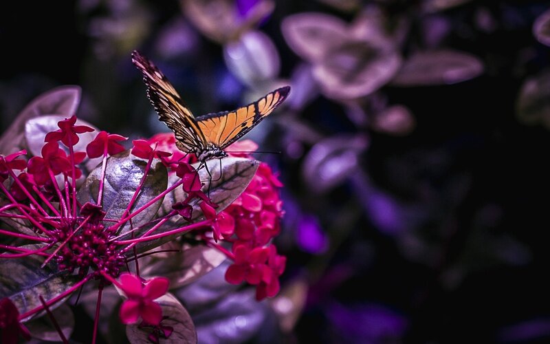 Butterfly on Pink Flower — Dramatic