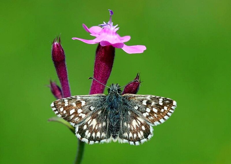 Butterfly on Pink Flower — Green, Calm