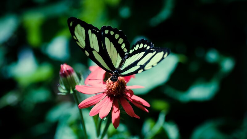 Butterfly on Pink Flower — Green, Serene, Afternoon, Photograph