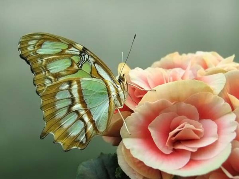 Butterfly on Pink Flower — Green, Serene, Photograph, Wing, Antenna