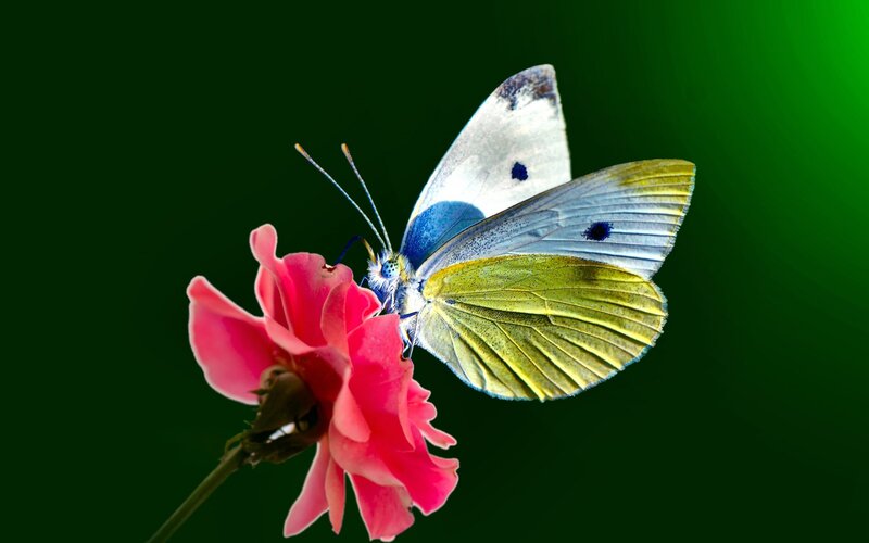 Butterfly on Pink Flower — Green, Serene, Photograph, Wing