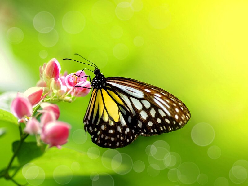 Butterfly on Pink Flower — Green, Serene