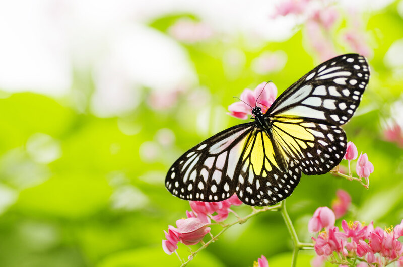 Butterfly on Pink Flower — Green