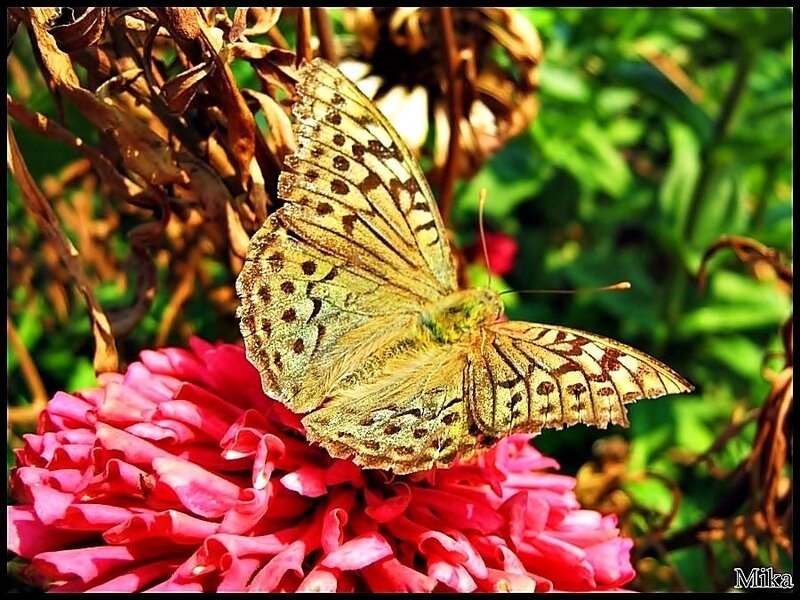 Butterfly on Pink Flower — Natural, Afternoon