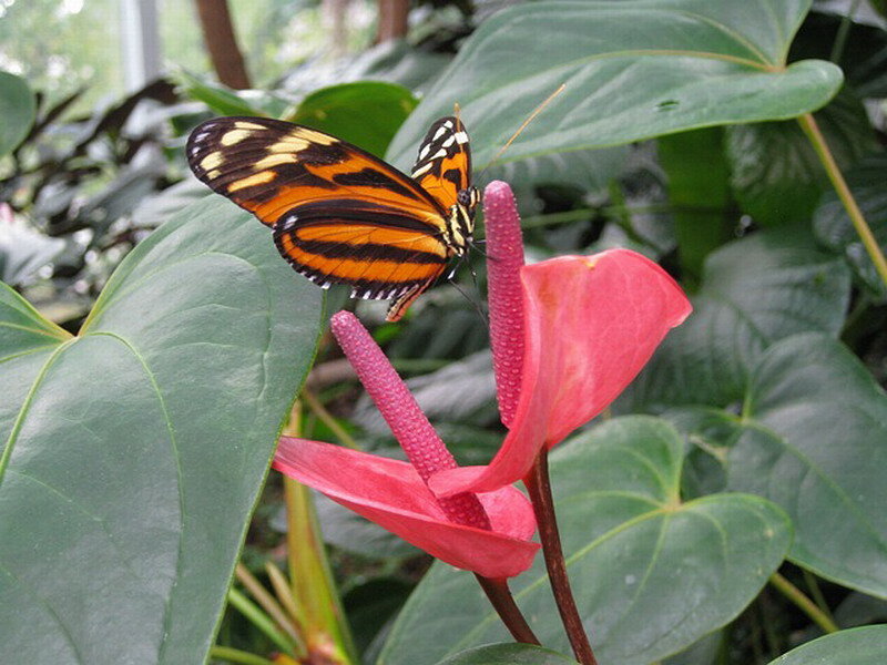 Butterfly on Pink Flower — Natural, Photograph
