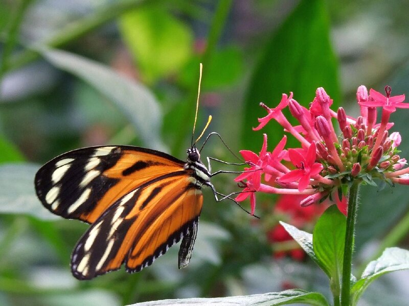 Butterfly on Pink Flower — Orange, Calm, Afternoon, Photograph