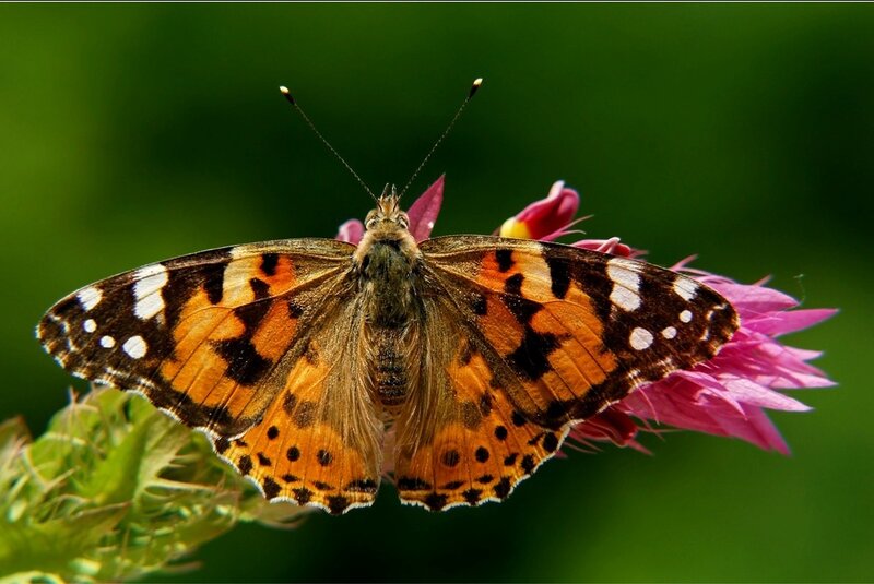 Butterfly on Pink Flower — Orange, Calm