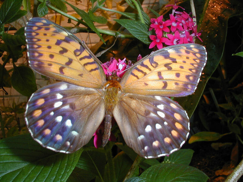 Butterfly on Pink Flower — Orange, Natural