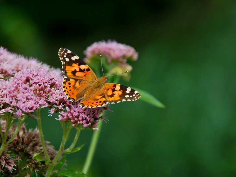 Butterfly on Pink Flower — Orange