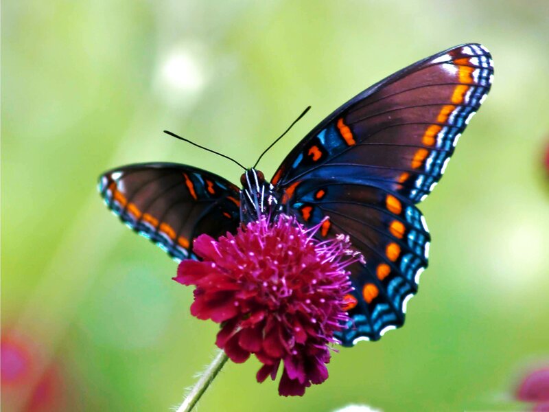 Butterfly on Pink Flower — Purple, Calm
