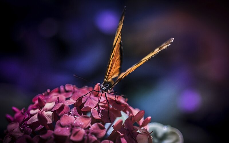 Butterfly on Pink Flower — Purple, Dramatic
