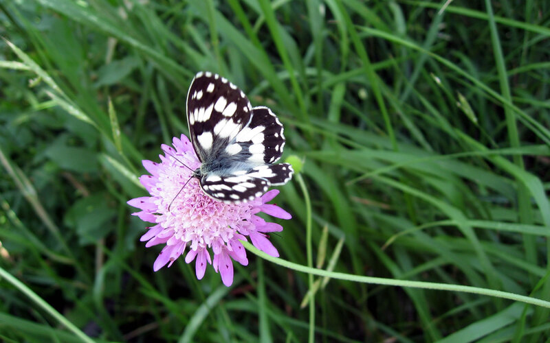 Butterfly on Pink Flower — Purple