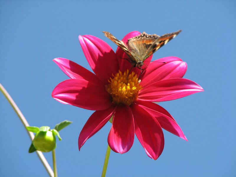 Butterfly on Pink Flower — Serene, Afternoon, Photograph, Bud