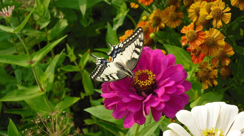 Butterfly on Pink Flower — Serene, Afternoon, Photograph, Flowers, Green Leaves