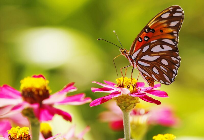 Butterfly on Pink Flower — Serene, Afternoon, Photograph, Greenery, Insect
